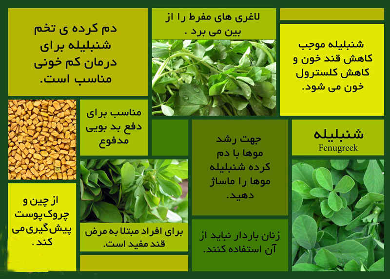 شنبلیله یک گیاه گلدار است که بومی جنوب آسیا است. این گیاه دارای دانه های کوچک و قهوه ای رنگ است که به عنوان ادویه و دارو استفاده می شود. شنبلیله به دلیل خواص دارویی خود، در طب سنتی بسیاری از کشورها از جمله ایران، هند، و چین استفاده می شود.