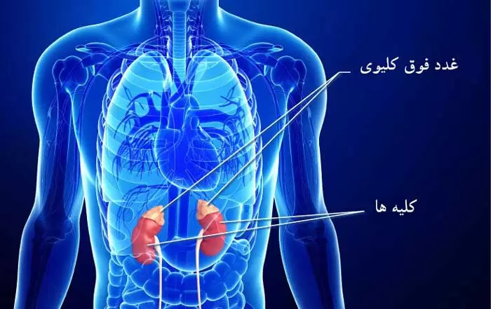 غدد فوق کلیوی چیست. این غدد که به‌عنوان غدد آدرنال نیز شناخته می‌شوند، غدد مثلثی شکل کوچکی هستند که در بالای هر دو کلیه قرار دارند. غده‌های فوق کلیوی هورمون‌هایی تولید می‌کنند که به تنظیم متابولیسم، سیستم ایمنی بدن، فشارخون، پاسخ به استرس و سایر عملکردهای ضروری کمک می‌کند.