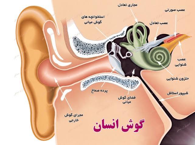 یکی از بیشترین بیماری هایی که در فصل بهار و زمستان با آن مواجه می شویم، عفونت گوش میانی است که بیشتر بر اثر سرماخوردگی اتفاق می افتد. این عفونت می تواند خطرناک باشد و فرد را با مشکل ناشنوایی مواجه کند. این مشکل در کودکان رایج تر است.